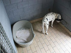 Dog hotel and shelter for pets Oskar Vitovlje, Severna Primorska