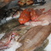 Cantina di pesci Santalucia