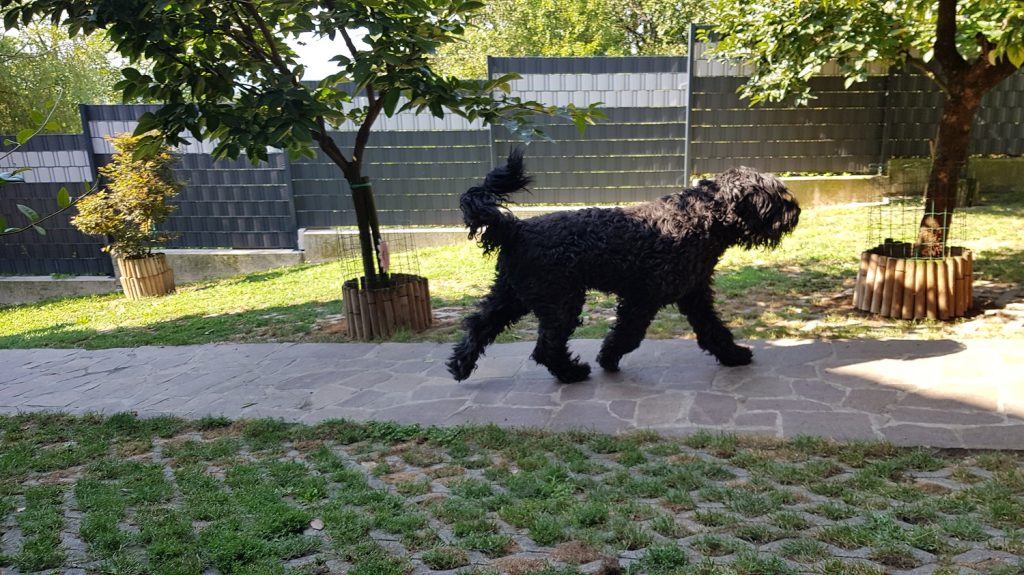 Kekec Dog Hotel