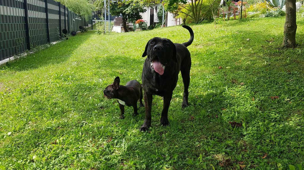 Kekec Dog Hotel